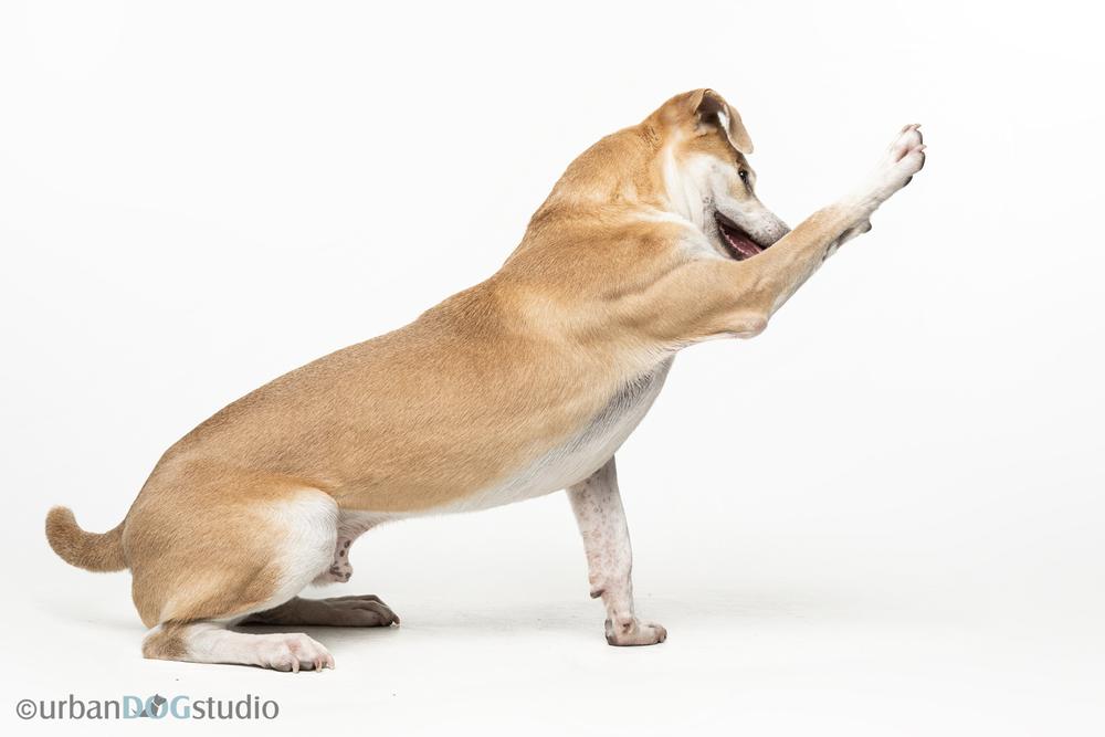 Enlarge Marley (Ashur), a Adoptable mixed breed in Seminole, FL image 2/6