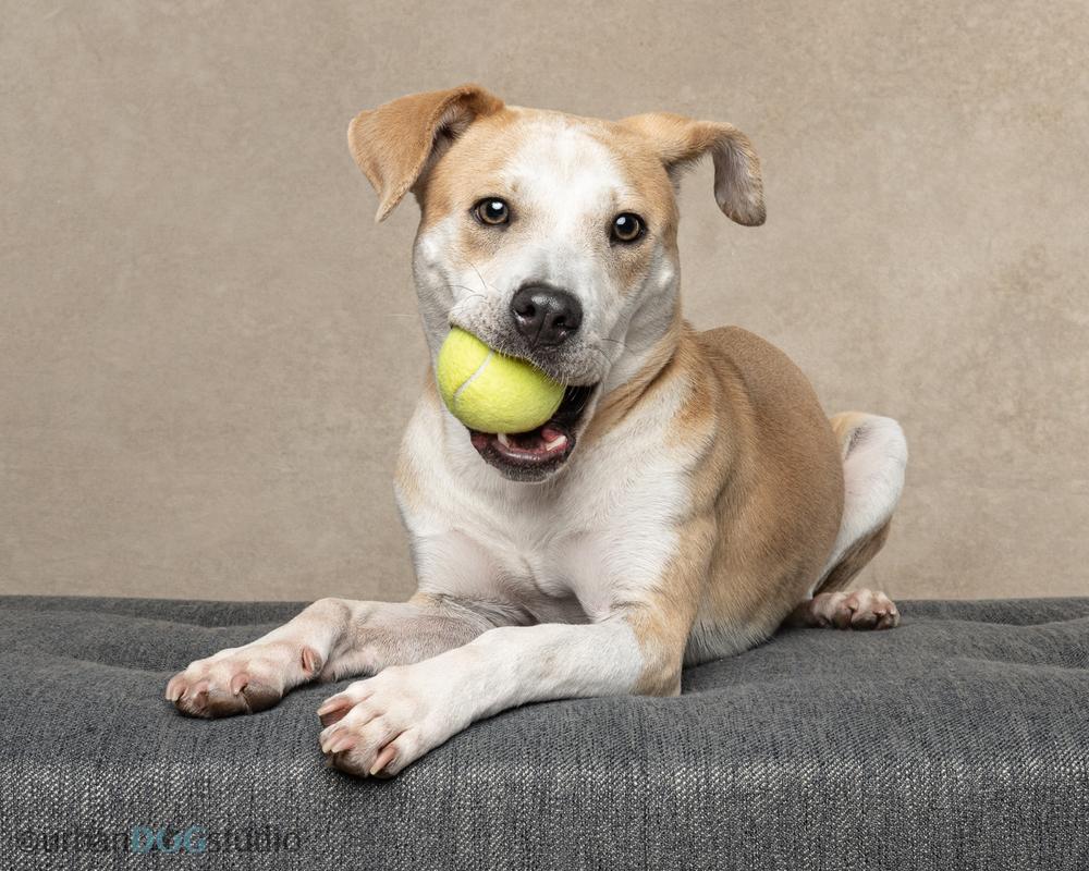 Enlarge Marley (Ashur), a Adoptable mixed breed in Seminole, FL image 3/6