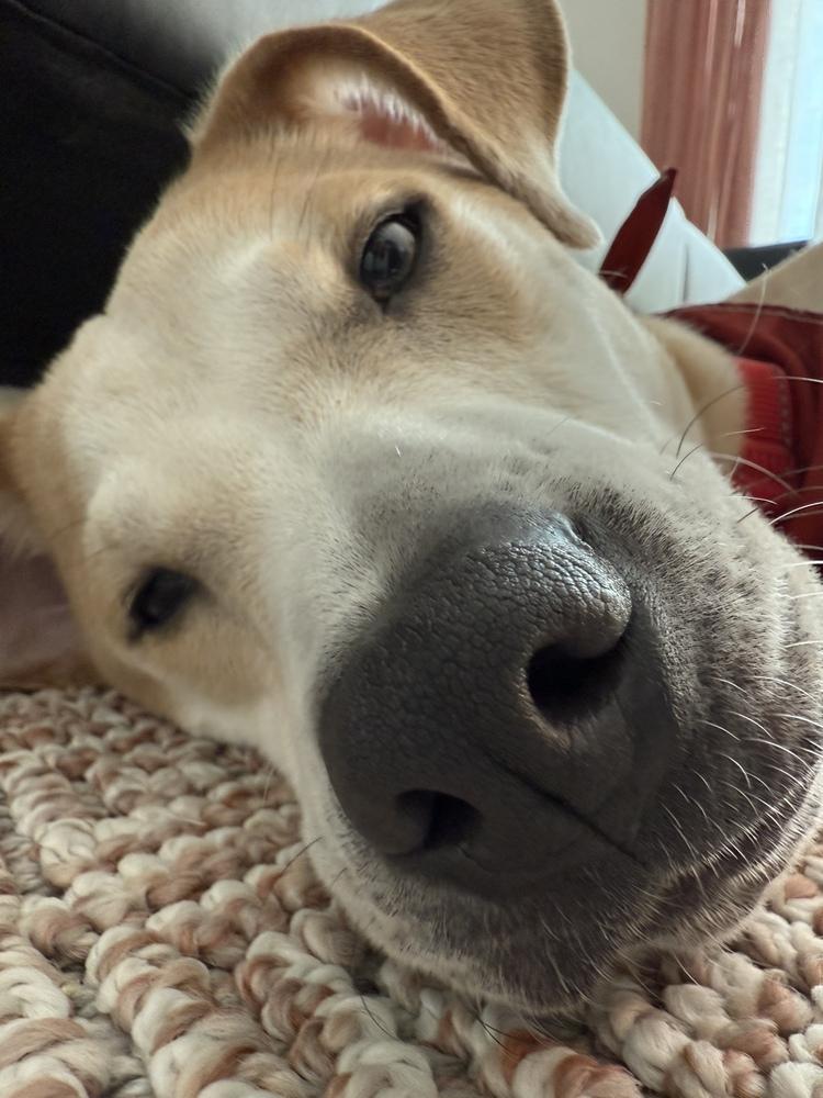 Enlarge Marley (Ashur), a Adoptable mixed breed in Seminole, FL image 4/6