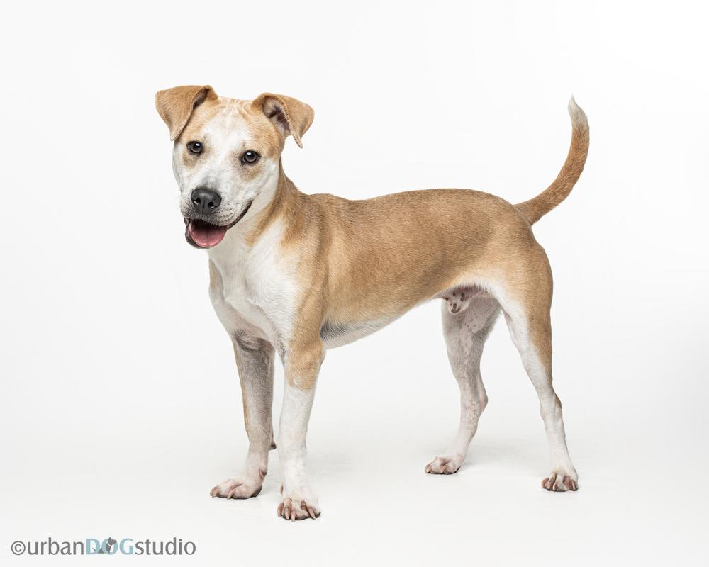 Enlarge Marley (Ashur), a Adoptable mixed breed in Seminole, FL image 5/6