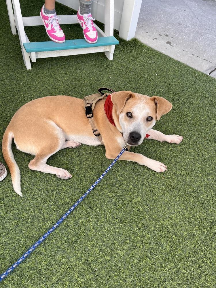 Enlarge Marley (Ashur), a Adoptable mixed breed in Seminole, FL image 6/6