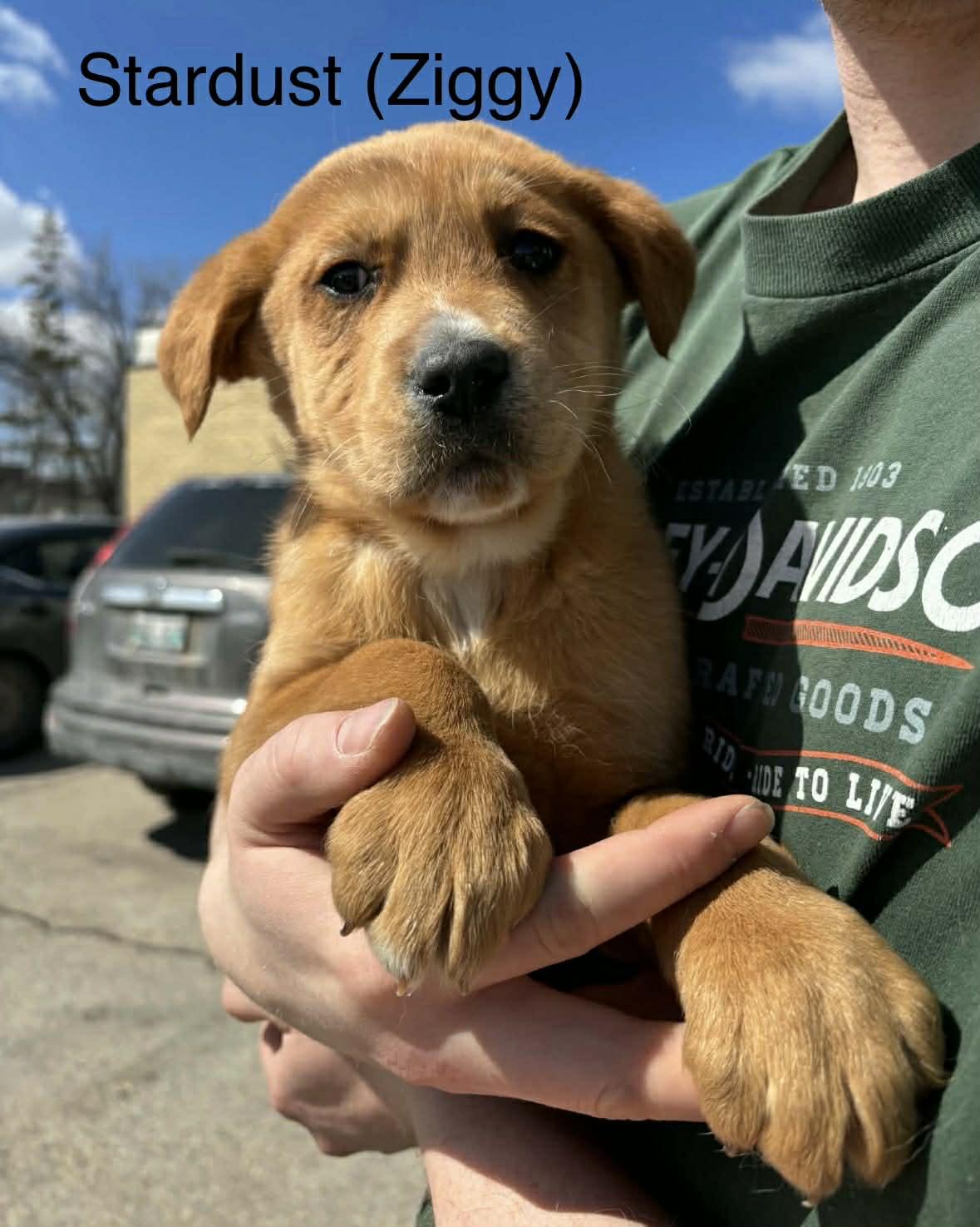 Enlarge Stardust , a ADOPTABLE mixed breed in Winnipeg, MB image 4/4