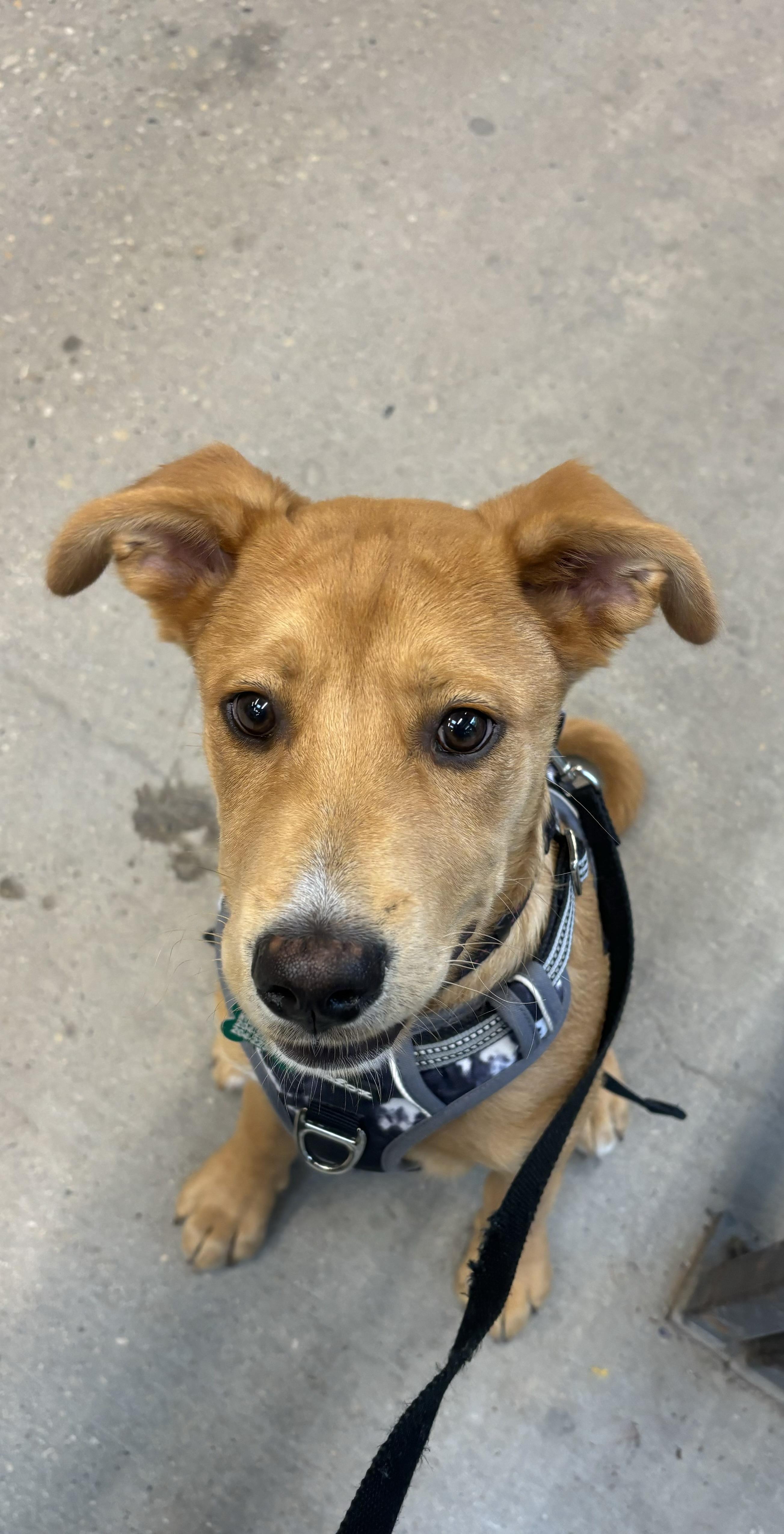 Stardust , adopted, Puppy Male Shepherd.