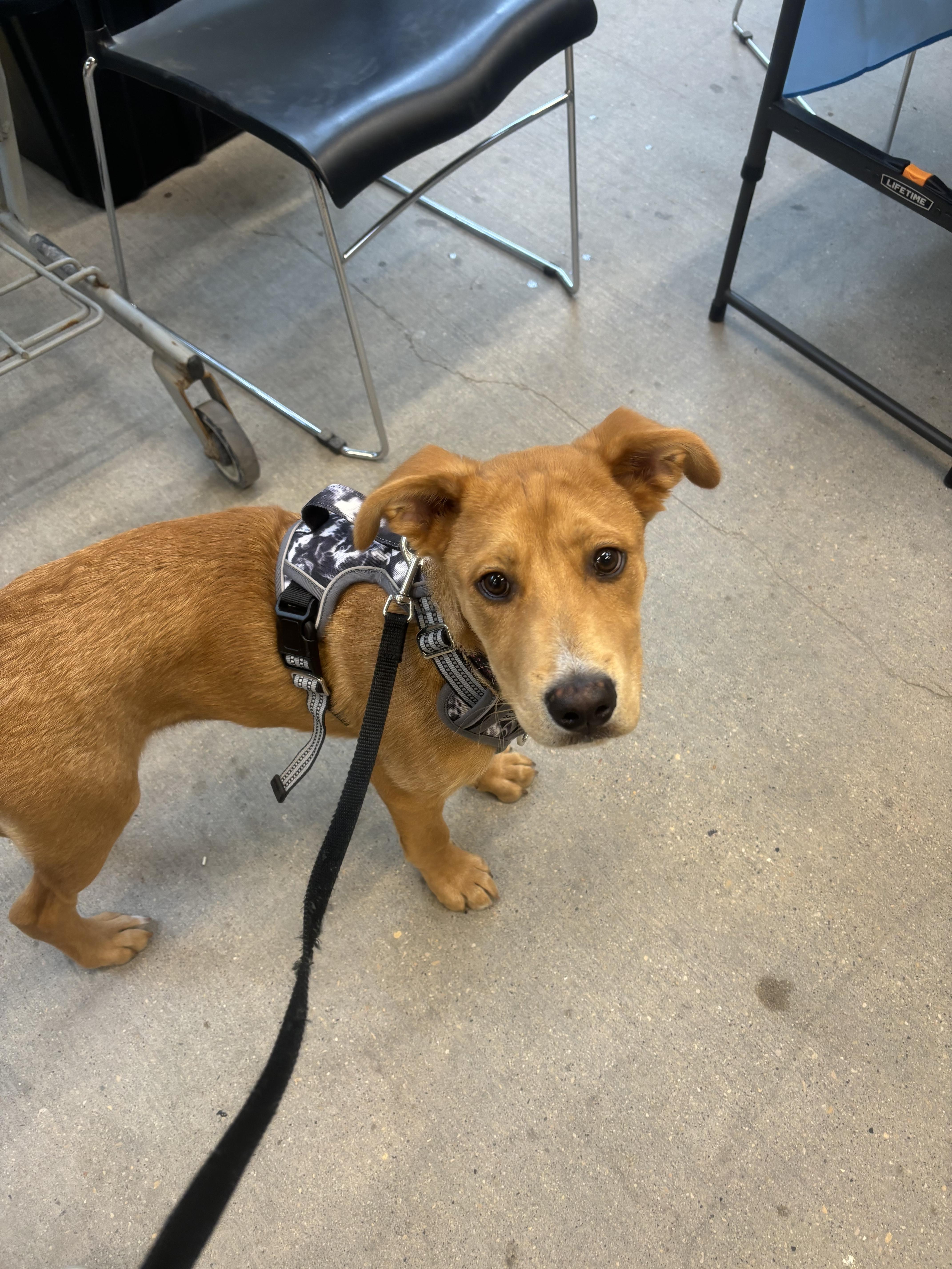 Enlarge Stardust , an adopted mixed breed in Winnipeg, MB image 2/5
