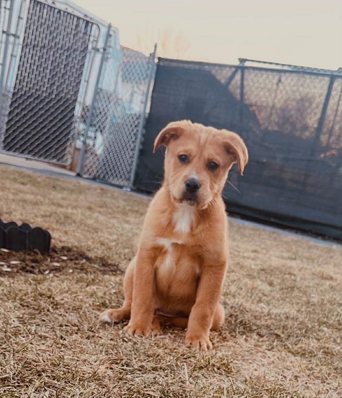 Enlarge Stardust , a ADOPTABLE mixed breed in Winnipeg, MB image 3/4
