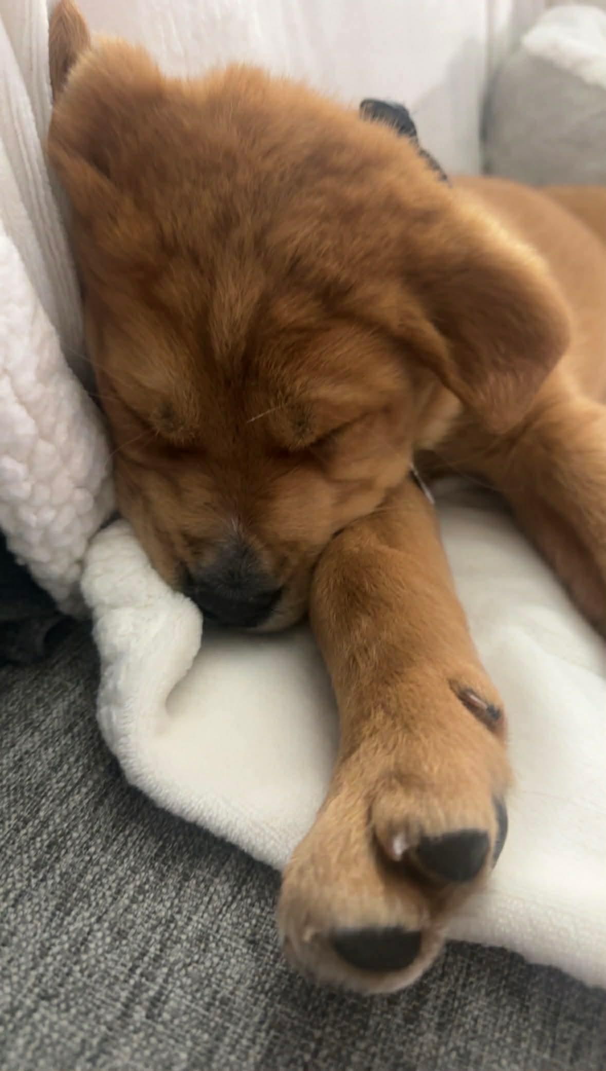 Enlarge Stardust , a ADOPTABLE mixed breed in Winnipeg, MB image 2/4