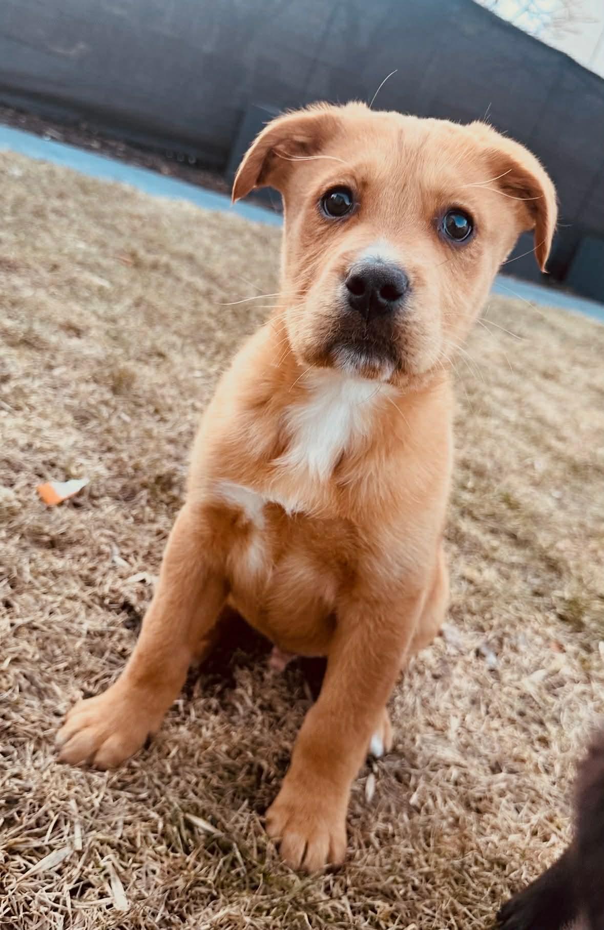 Enlarge Stardust , a ADOPTABLE mixed breed in Winnipeg, MB image 1/4