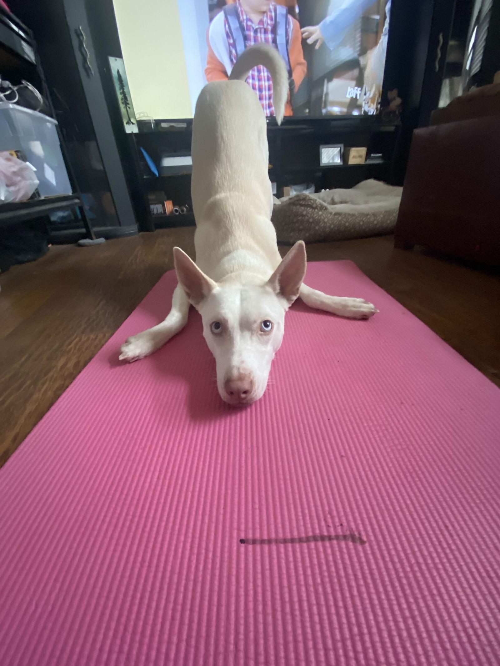 Enlarge Lacey, a Adopted mixed breed in Mesquite, TX image 1/3