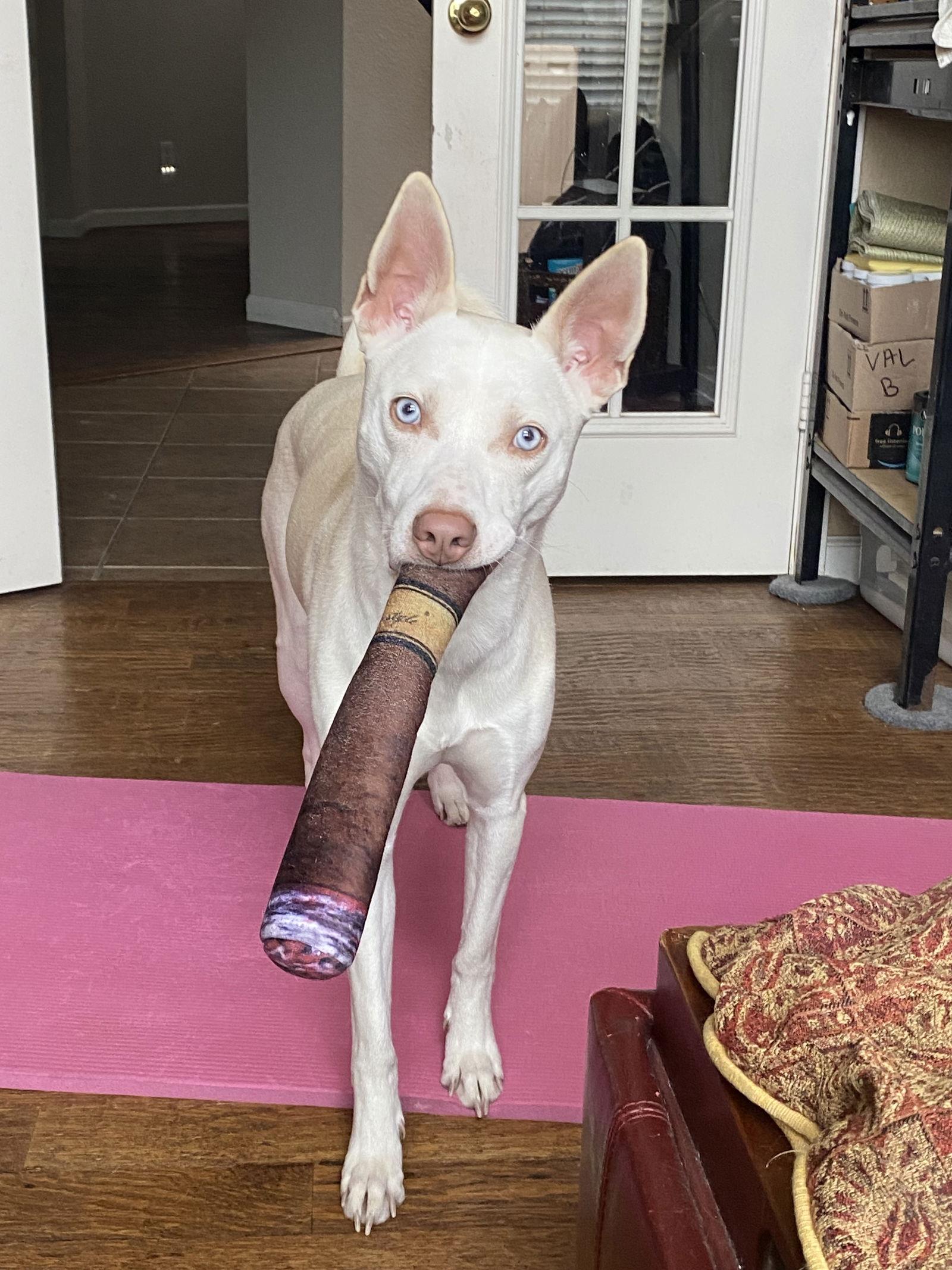 Enlarge Lacey, a Adopted mixed breed in Mesquite, TX image 2/3