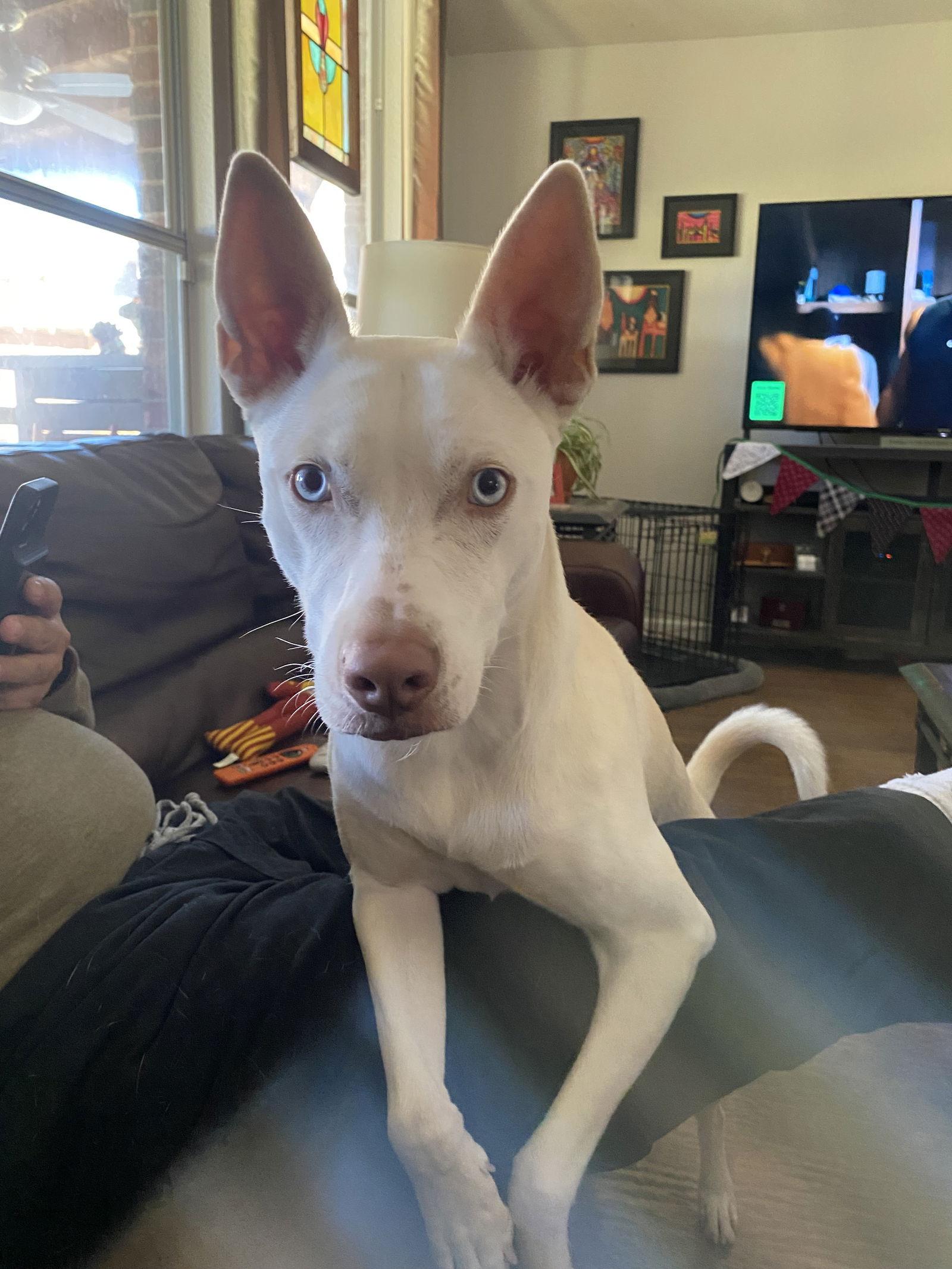 Enlarge Lacey, a Adopted mixed breed in Mesquite, TX image 3/3