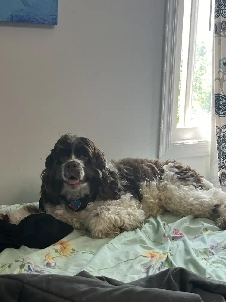 Enlarge Buddy, a Adoptable Cocker Spaniel in Bronx, NY image 6/6