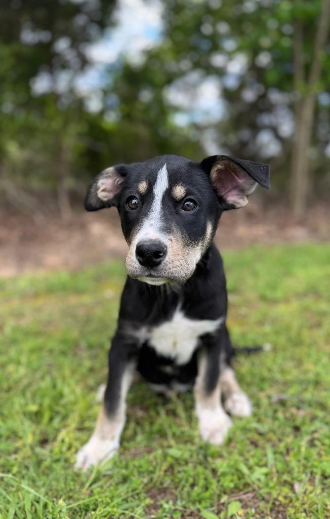 Shadow, Adoptable, Young Male Husky & Mixed Breed.