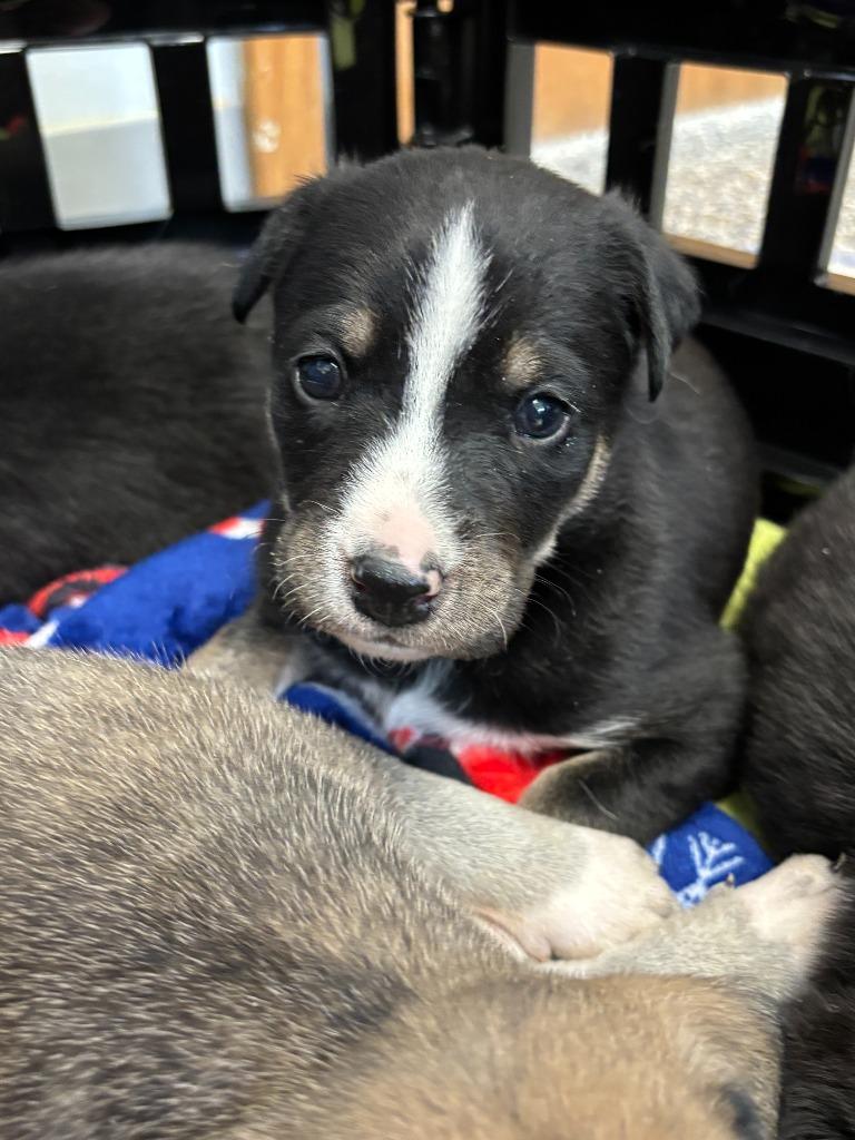 Enlarge Shadow, a Adoptable mixed breed in Carthage, MO image 3/4