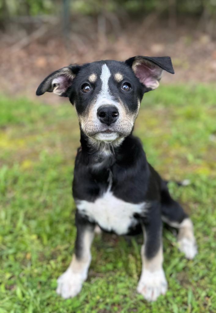 Enlarge Shadow, a Adoptable mixed breed in Carthage, MO image 4/4