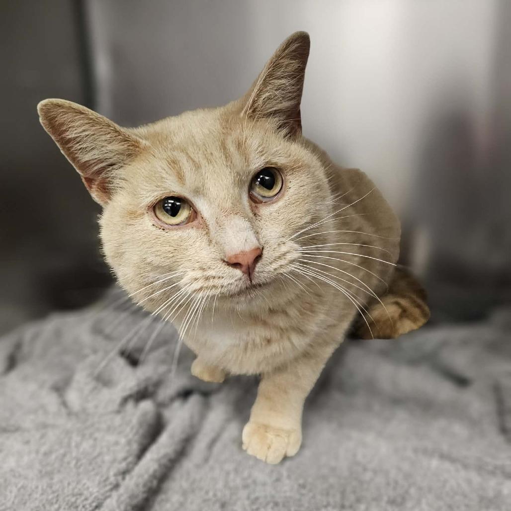 Enlarge Google, a Adoptable Domestic Short Hair in Martinsville, VA image 1/1