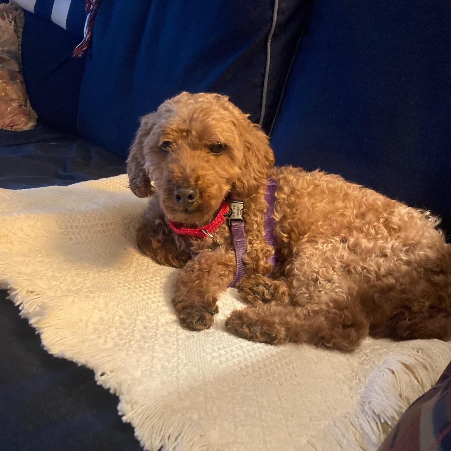 Enlarge Snapple, a Adoptable Miniature Poodle in Chester Springs, PA image 1/1