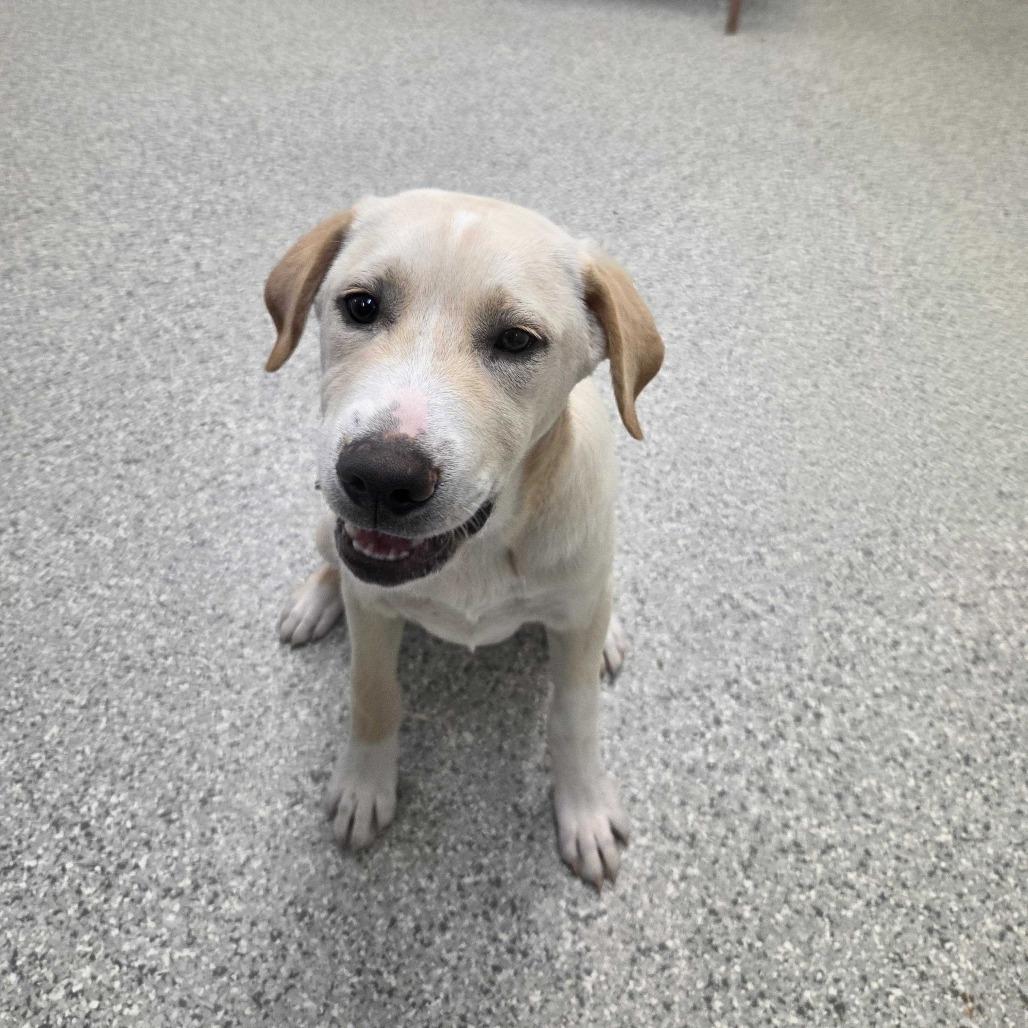 Bobby, Adoptable, Puppy Male Yellow Labrador Retriever & Shepherd.