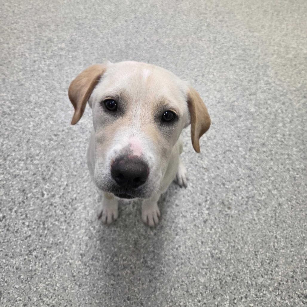 Enlarge Bobby, a Adoptable mixed breed in Enfield, NH image 2/2