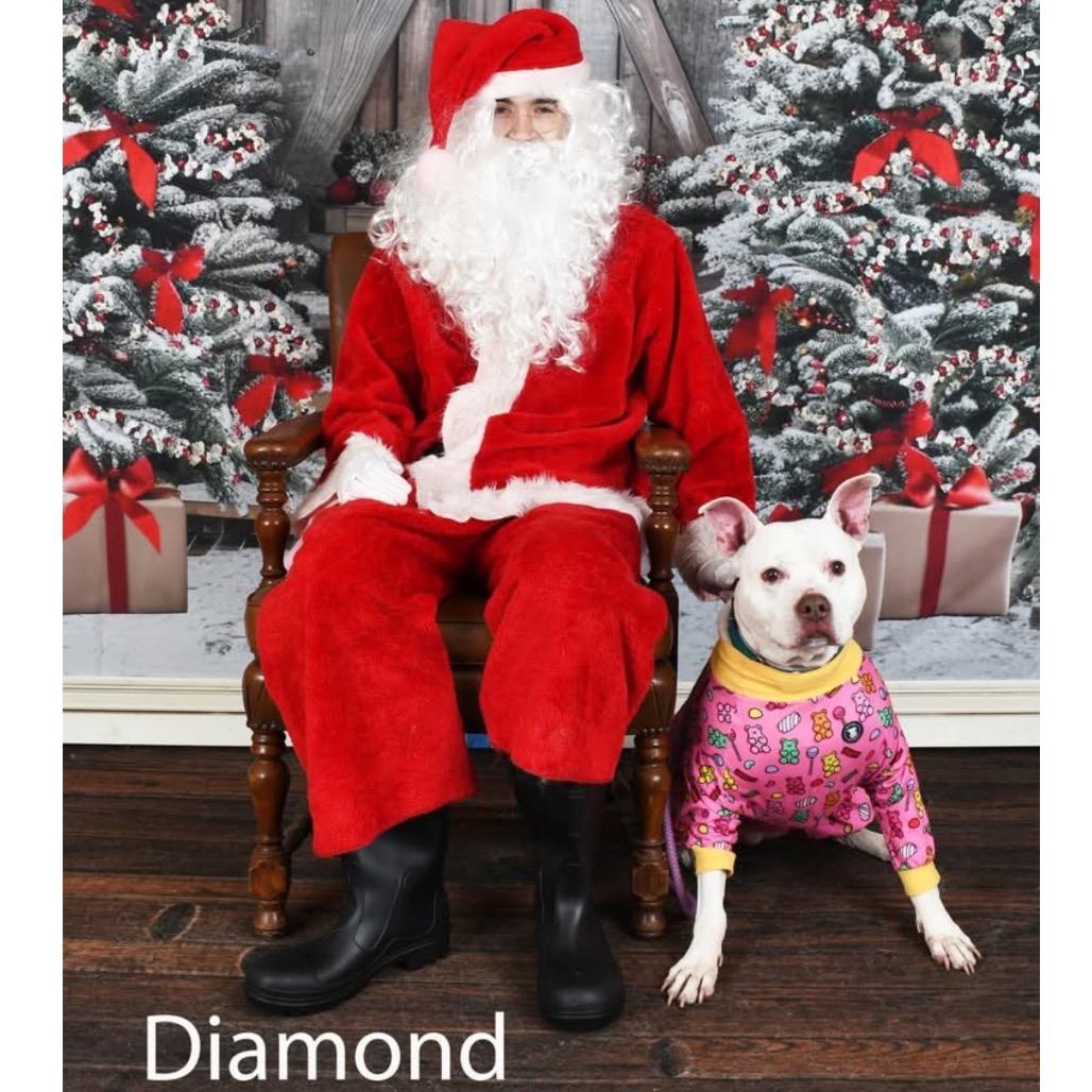 Enlarge Diamond, a Adoptable Pit Bull Terrier in Parkersburg, WV image 1/6