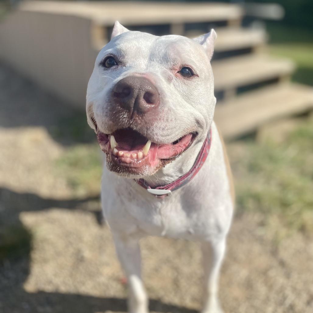 Enlarge Diamond, a Adoptable Pit Bull Terrier in Parkersburg, WV image 2/6