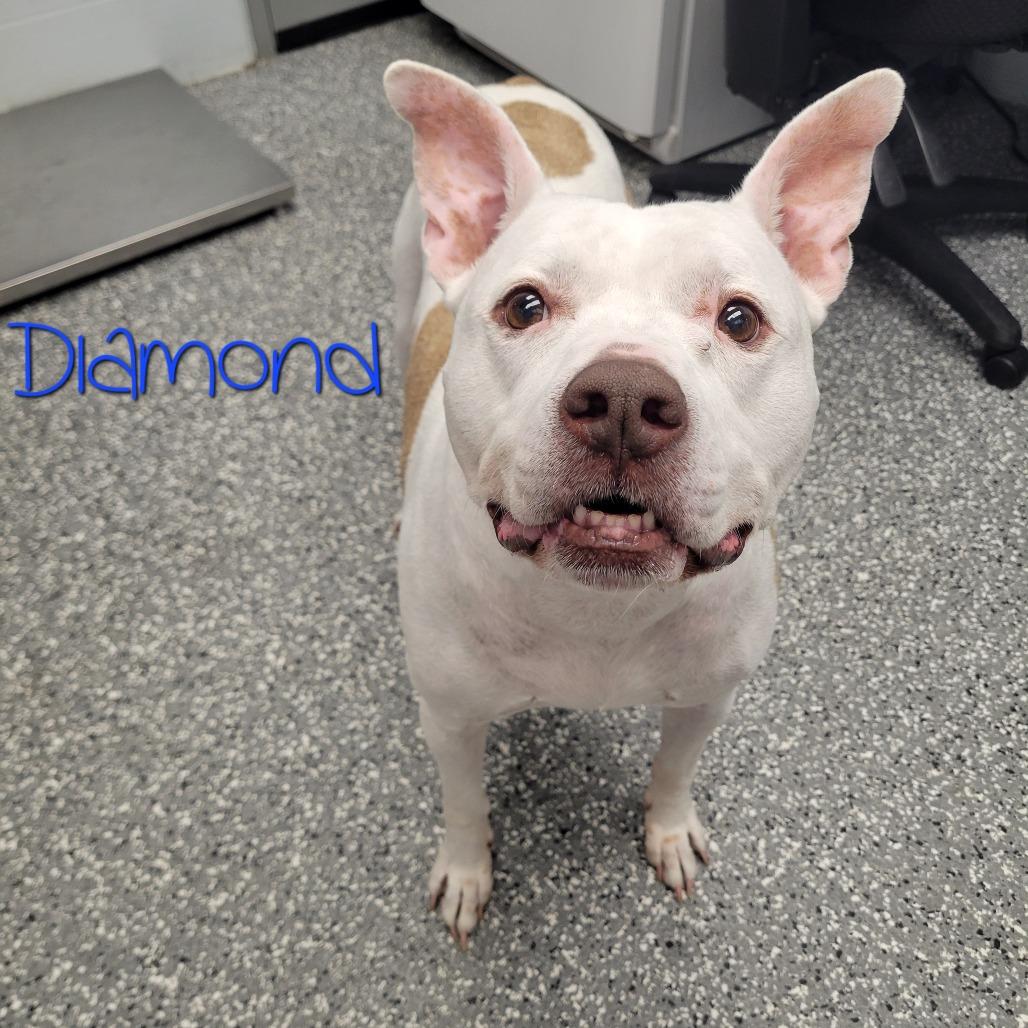 Enlarge Diamond, a Adoptable Pit Bull Terrier in Parkersburg, WV image 3/6