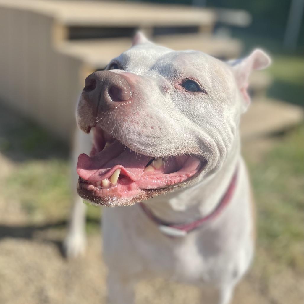 Enlarge Diamond, a Adoptable Pit Bull Terrier in Parkersburg, WV image 5/6