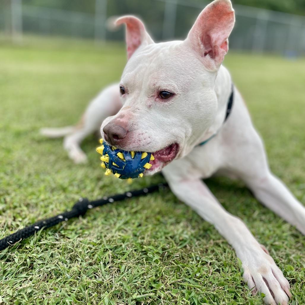 Enlarge Diamond, a Adoptable Pit Bull Terrier in Parkersburg, WV image 6/6