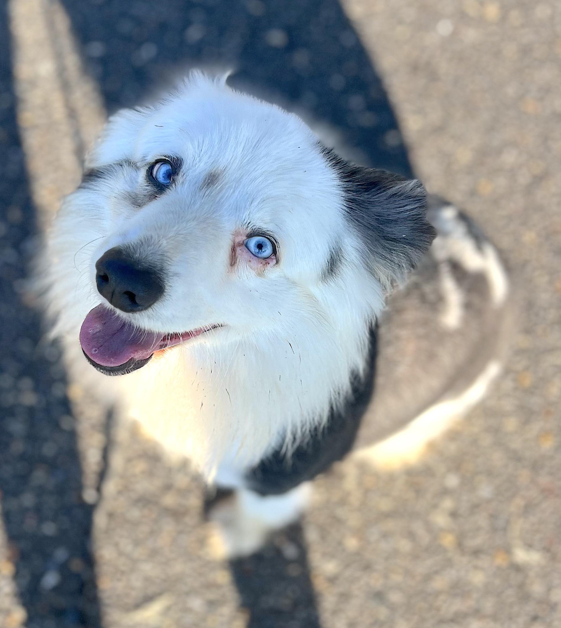 Smoke, adopted, Adult Male Australian Shepherd.