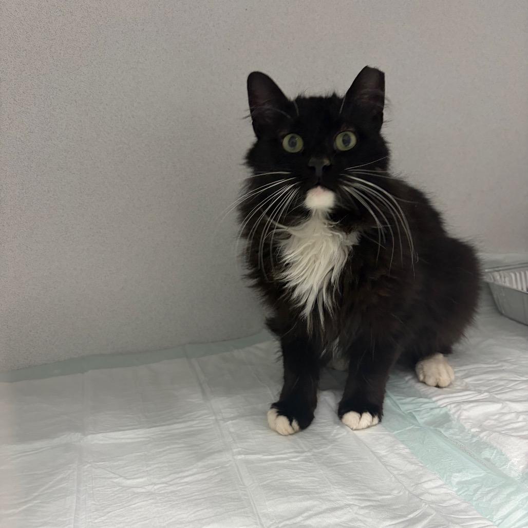 Whisper ARC26-150, Adoptable, Adult Male Domestic Medium Hair.