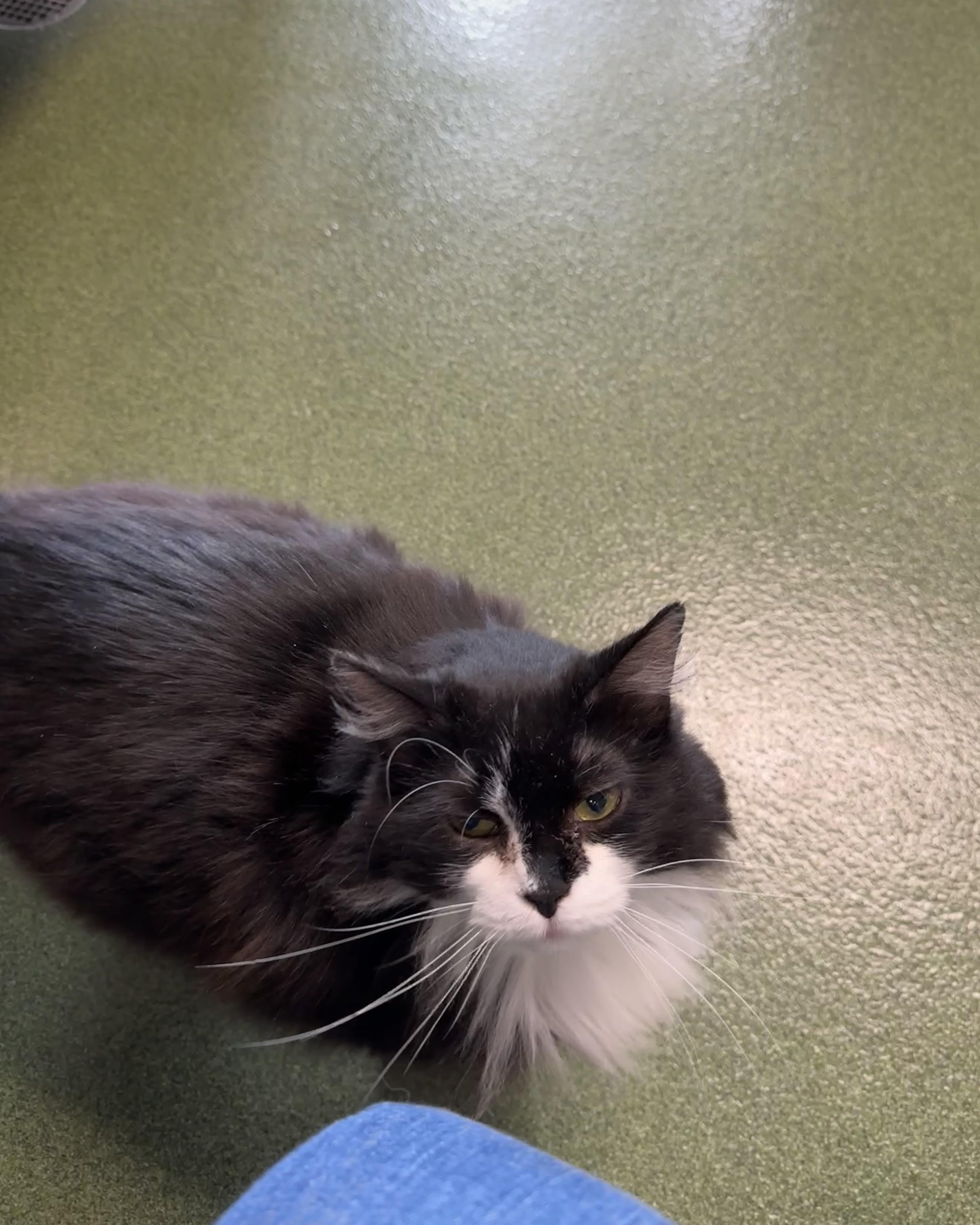 Cabbage, a Adoptable Domestic Long Hair in Seneca, PA image 4/6