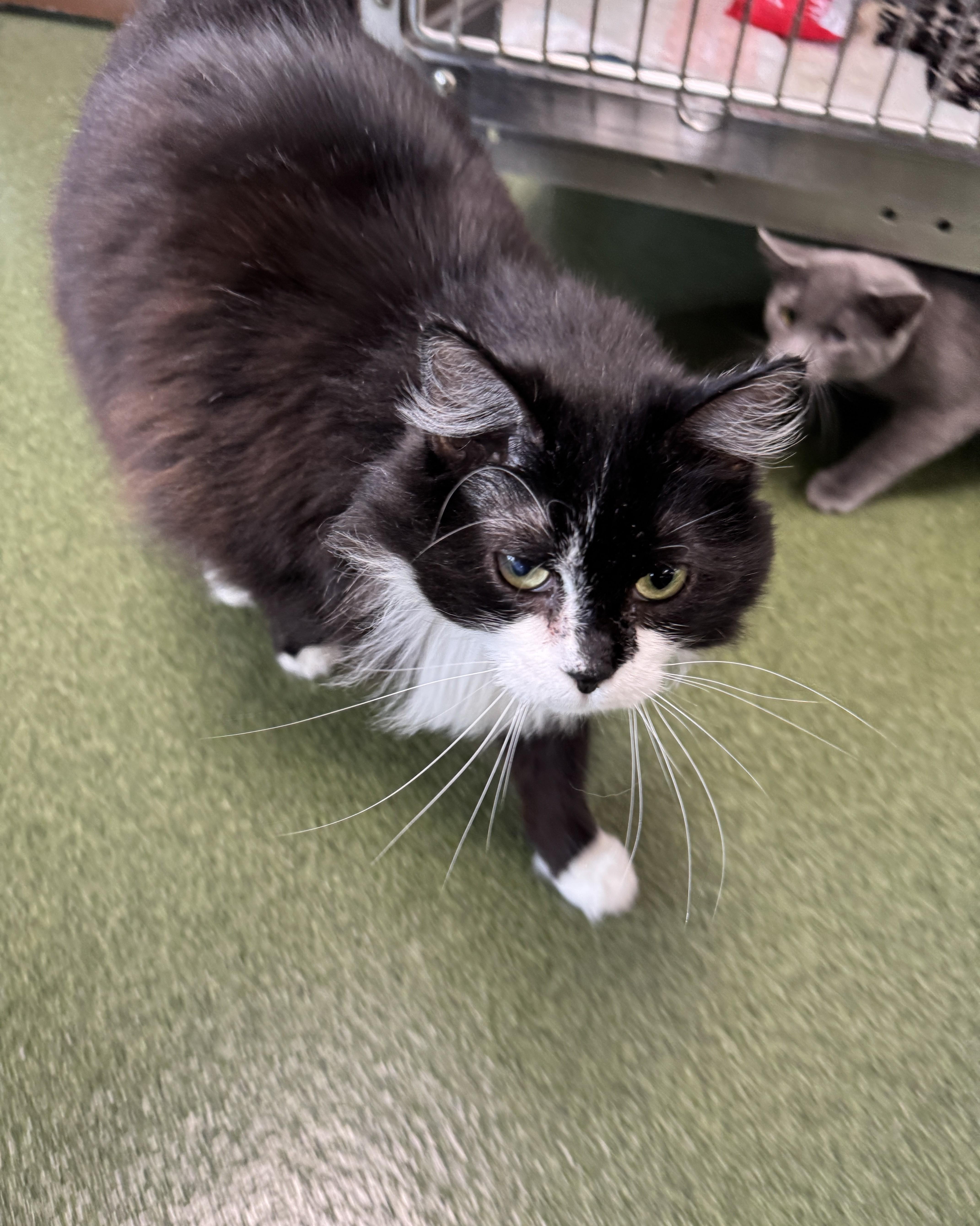 Cabbage, a Adoptable Domestic Long Hair in Seneca, PA image 3/6