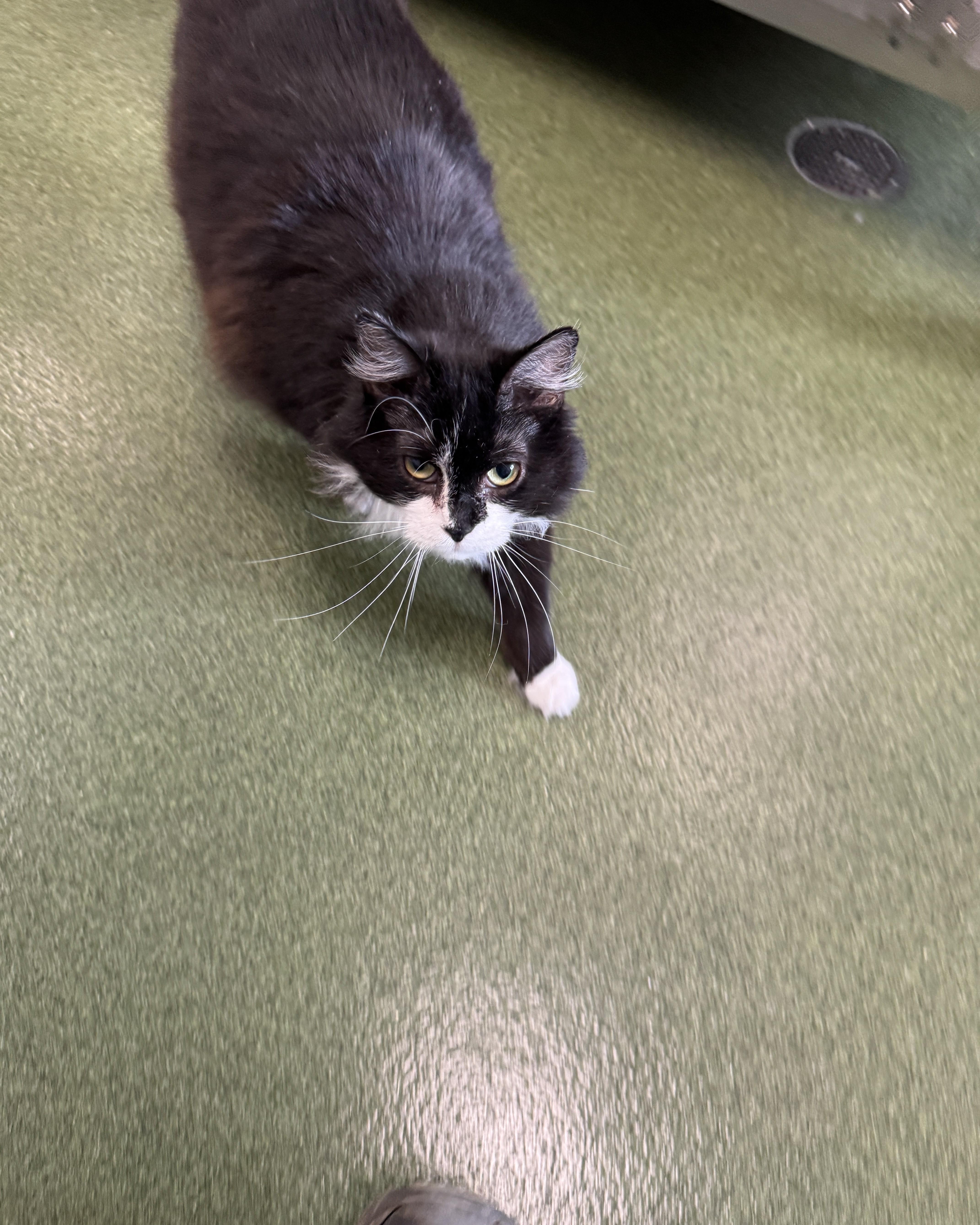 Cabbage, a Adoptable Domestic Long Hair in Seneca, PA image 5/6