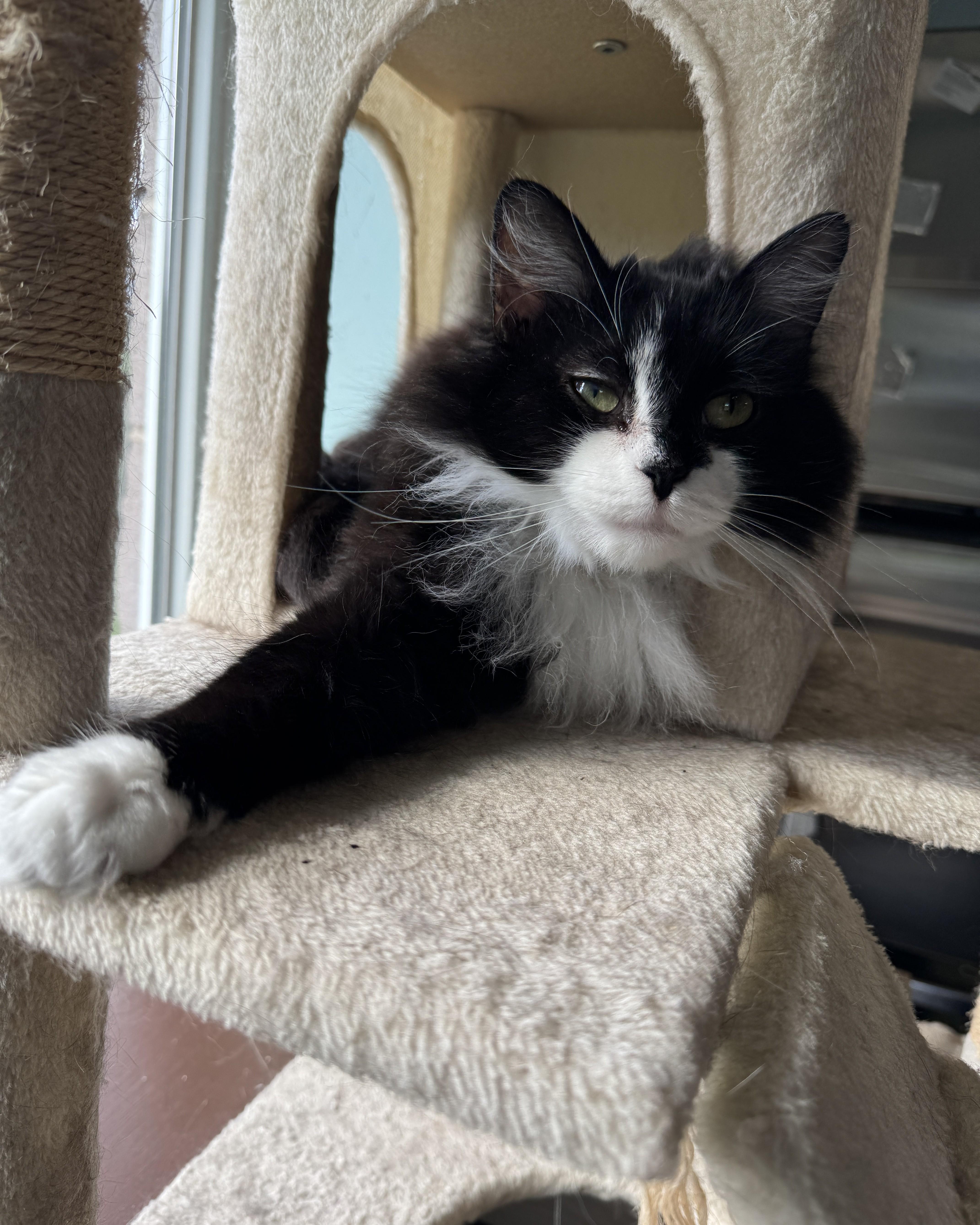 Cabbage, a Adoptable Domestic Long Hair in Seneca, PA image 1/6