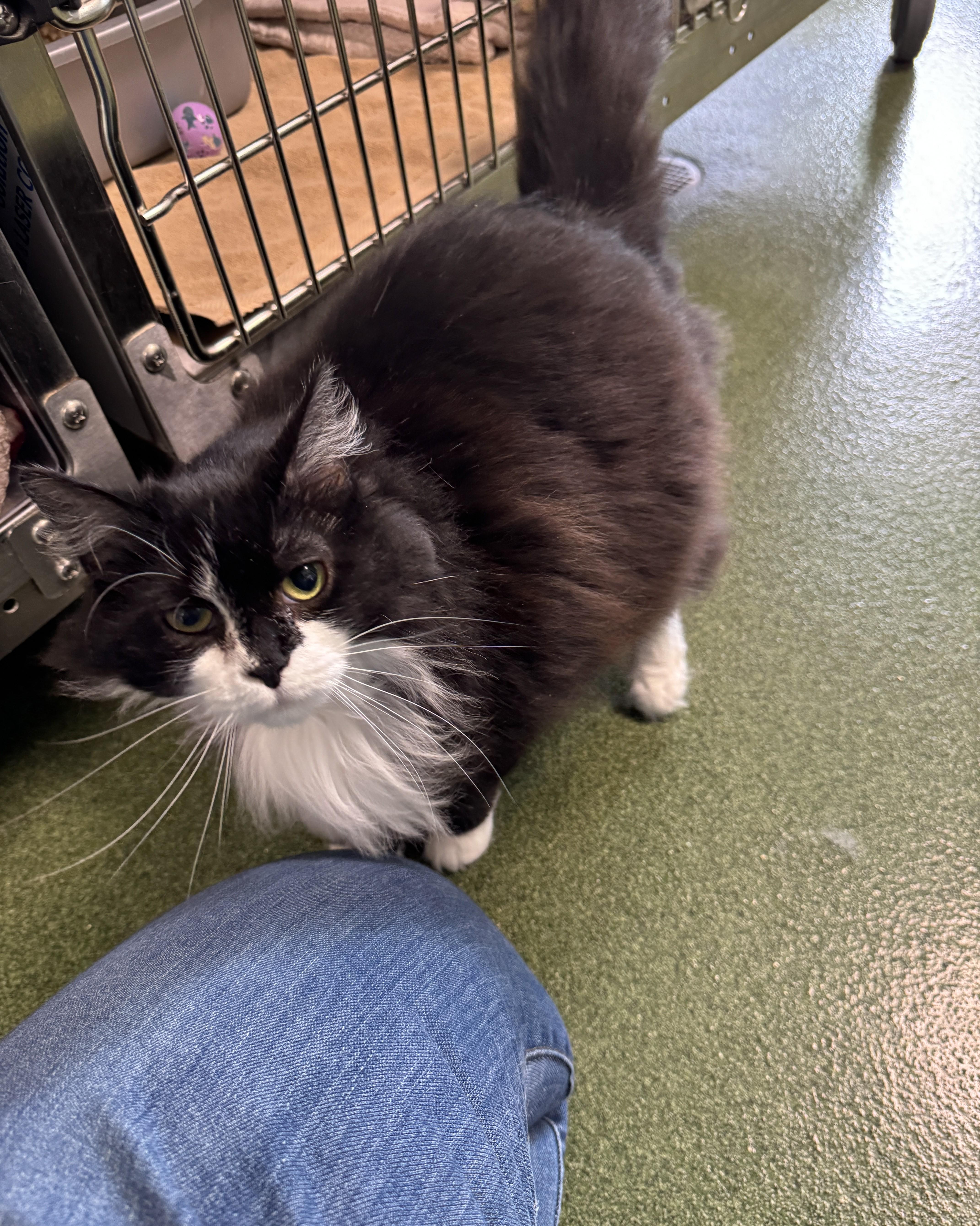 Cabbage, a Adoptable Domestic Long Hair in Seneca, PA image 2/6