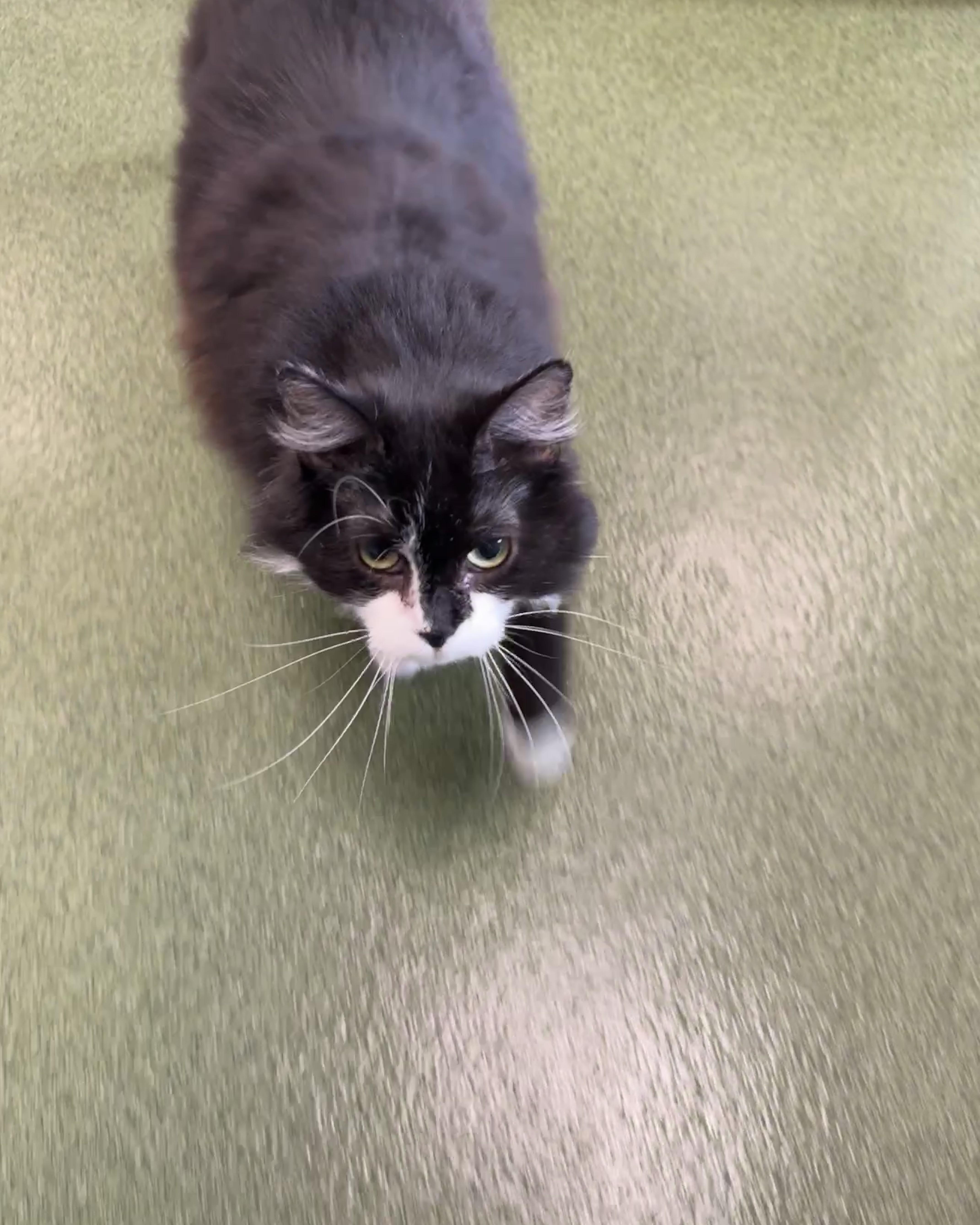 Cabbage, a Adoptable Domestic Long Hair in Seneca, PA image 6/6