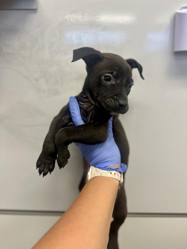 Alonzo, Adoptable, Puppy Male Pit Bull Terrier.