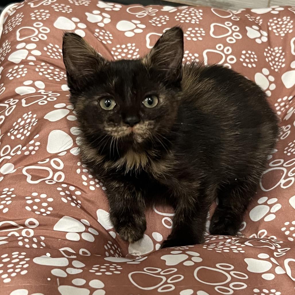 Enlarge Aretha, a Adoptable American Shorthair in Oceanside, NY image 2/2