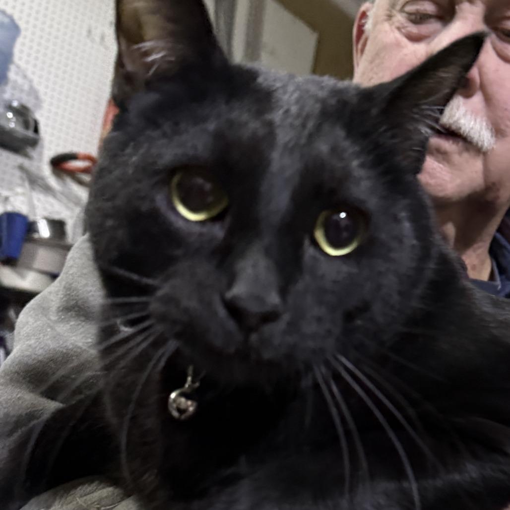 Sirius, Adoptable, Adult Male Domestic Short Hair.