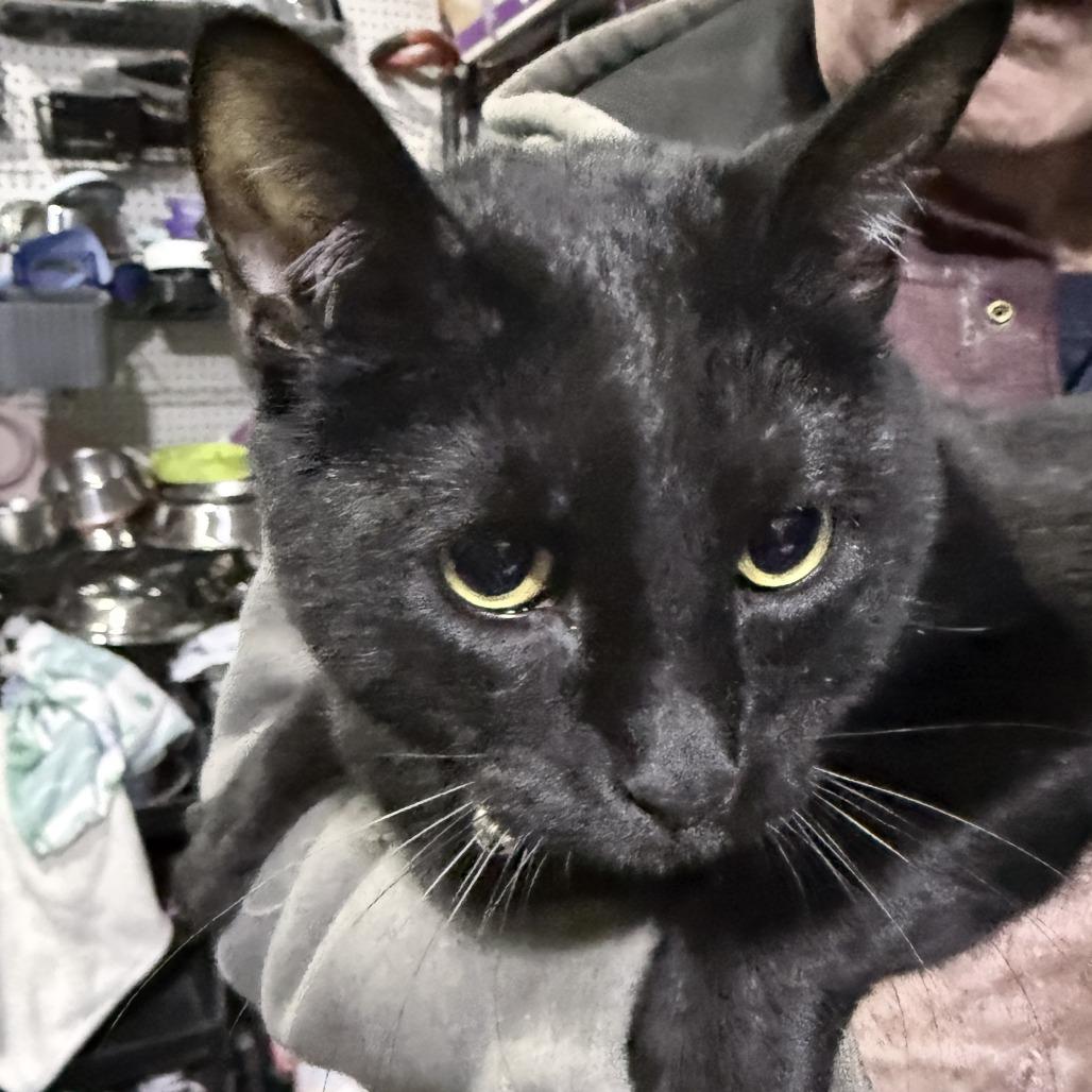 Enlarge Sirius, a Adoptable Domestic Short Hair in Glenelg, MD image 2/5