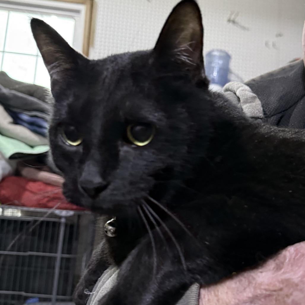 Enlarge Sirius, a Adoptable Domestic Short Hair in Glenelg, MD image 3/5