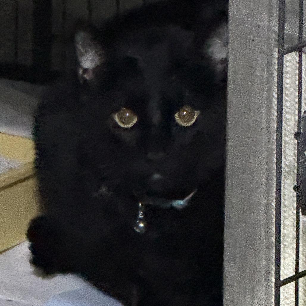 Enlarge Sirius, a Adoptable Domestic Short Hair in Glenelg, MD image 4/5