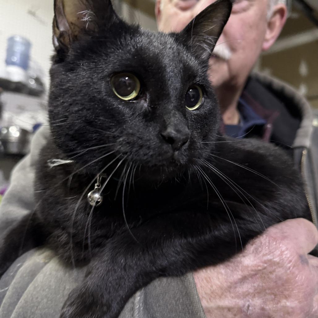 Enlarge Sirius, a Adoptable Domestic Short Hair in Glenelg, MD image 5/5