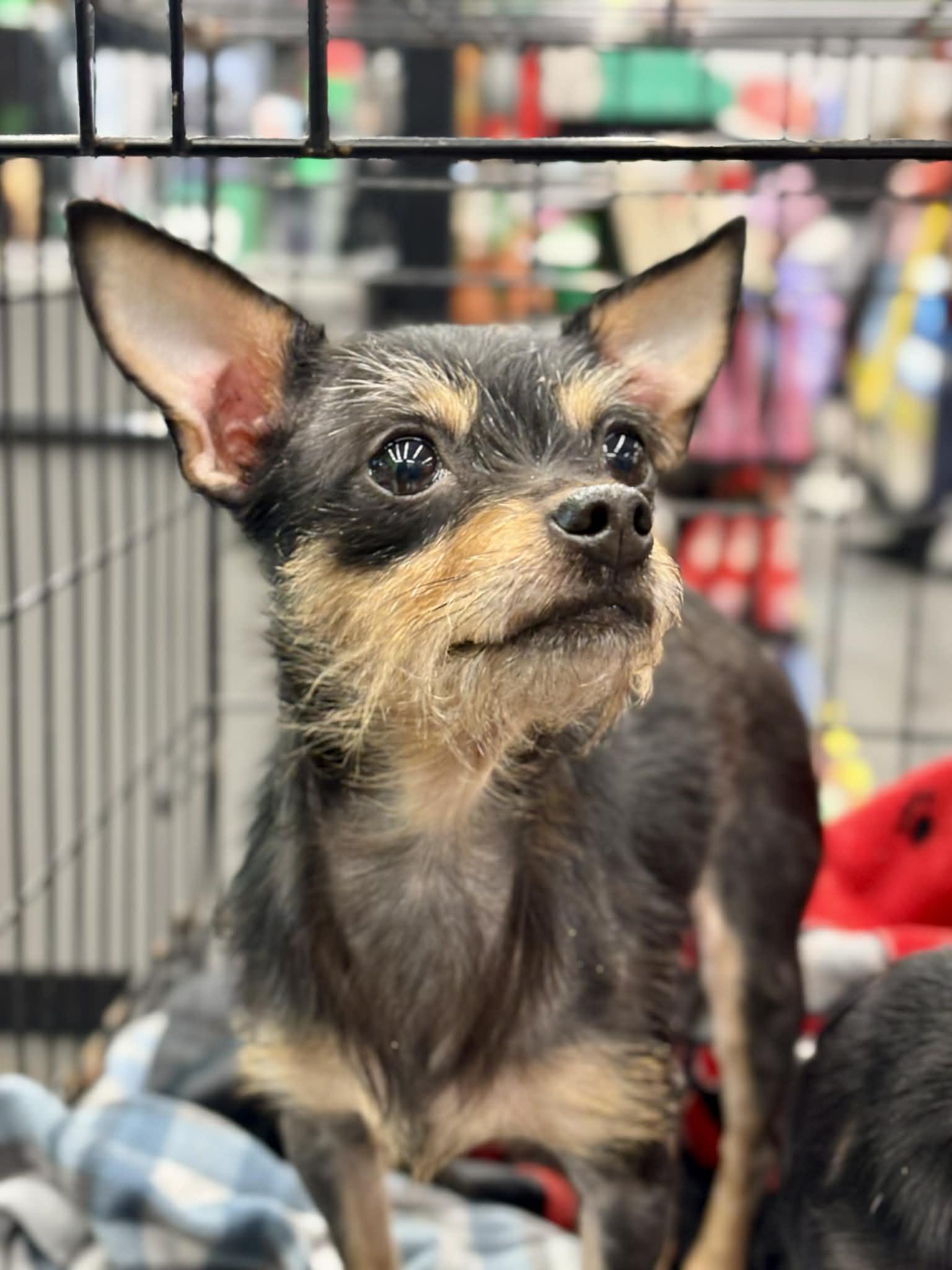 Winnie, ADOPTABLE, Young Female Chihuahua.