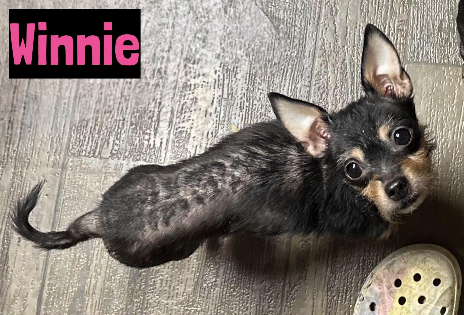 Winnie, a ADOPTABLE mixed breed in Grand Rapids, MI image 2/2