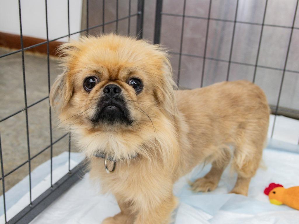 Enlarge Debacle, a Adoptable Pekingese in Lansing, KS image 1/3