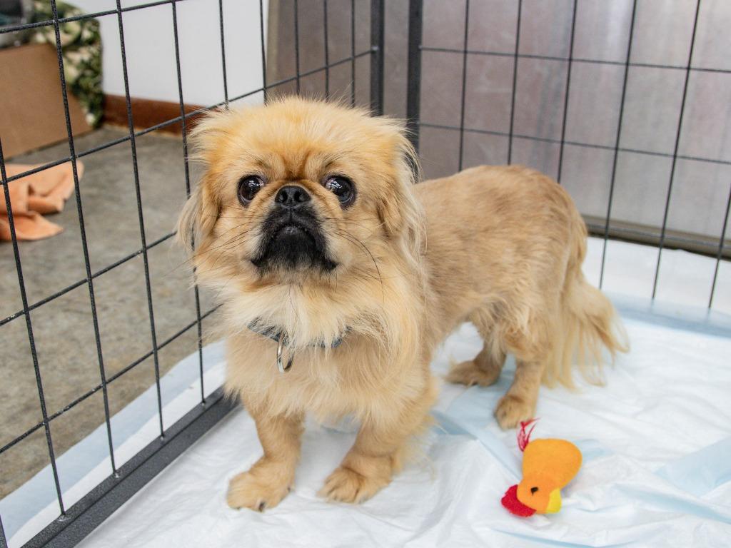 Enlarge Debacle, a Adoptable Pekingese in Lansing, KS image 2/3