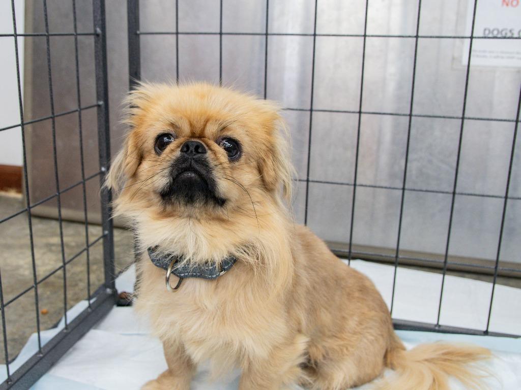 Enlarge Debacle, a Adoptable Pekingese in Lansing, KS image 3/3