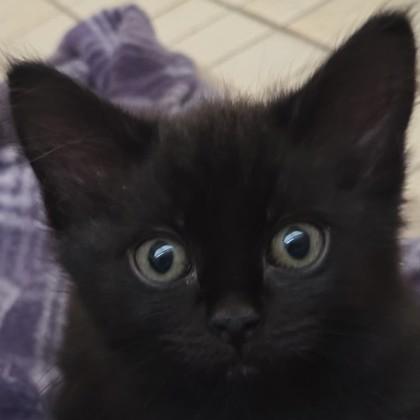 Enlarge Grand, a Adoptable mixed breed in Pleasanton, CA image 1/3