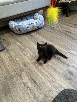 Enlarge Grand, a Adoptable mixed breed in Pleasanton, CA image 2/3