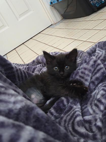 Enlarge Grand, a Adoptable mixed breed in Pleasanton, CA image 3/3